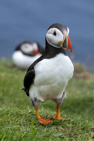 Puffiny Wyspie Mykines Części Wysp Owczych Oceanie Północnoatlantyckim — Zdjęcie stockowe