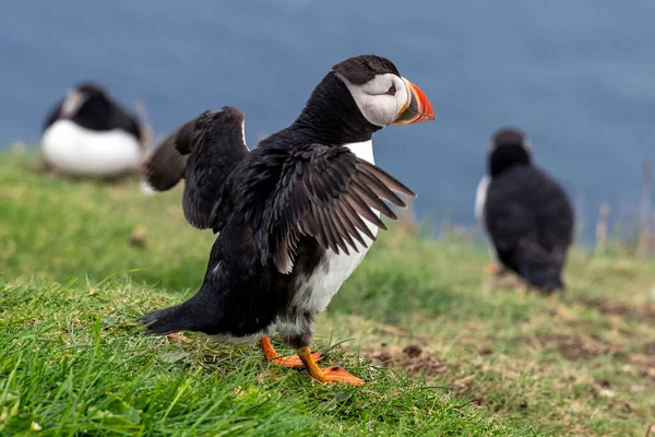 Puffiny Wyspie Mykines Części Wysp Owczych Oceanie Północnoatlantyckim — Zdjęcie stockowe