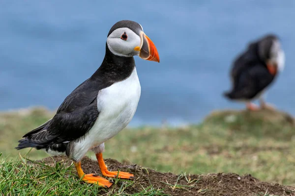 Kuzey Atlantik Okyanusu 'ndaki Faroe Adaları' nın bir parçası olan Mykines Adası 'ndaki martiniler..