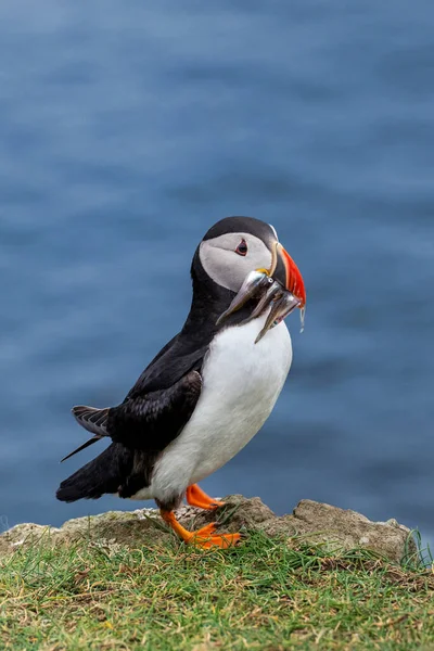 Puffin All Isola Mykines Parte Delle Isole Faroe Nell Oceano — Foto Stock