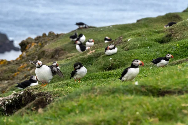 Puffins Mykines Island Een Deel Van Faeröer Eilanden Noord Atlantische — Stockfoto