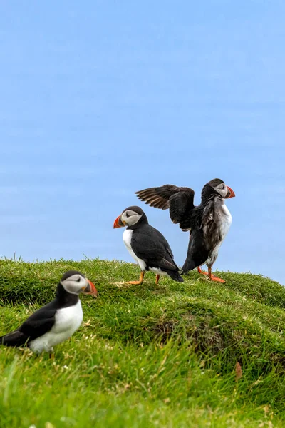 Puffiny Wyspie Mykines Części Wysp Owczych Oceanie Północnoatlantyckim — Zdjęcie stockowe