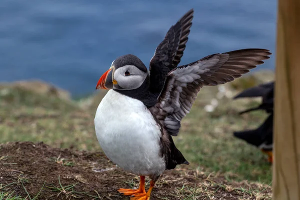 Puffin Mykines Szigeten Feröer Szigetek Része Atlanti Óceán Északi Részén — Stock Fotó