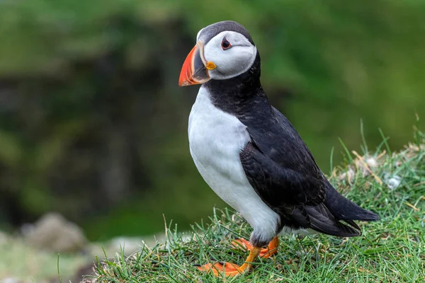 Puffin Wyspie Mykines Części Wysp Owczych Oceanie Północnoatlantyckim — Zdjęcie stockowe