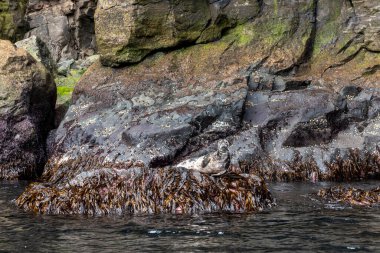Danimarka, Faroe Adaları 'ndaki gri fok.
