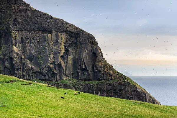 Овцы Острове Майкинес Фарерские Острова Дания Европа — стоковое фото