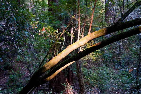 Sunlit Tree Branch Washington State Forest — Stock Photo, Image