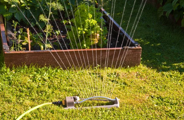 Oscillating Sprinkler Sunlit Garden — Stock Photo, Image