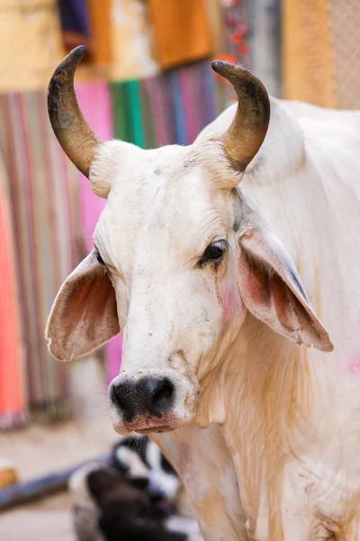 Una Vaca Caminando Por Calle Jaisalmer Rajastán India — Foto de Stock