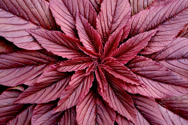 leaves of the plant Amaranth close-up