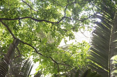 Hub Pah Tard (Pa Tard mağara) doğal bush ve antik palmiye ağaçları ile kaplı antik ormandır. Bu bölgenin birçok damla taş vardır. Uthaithani ilinin, Tayland.