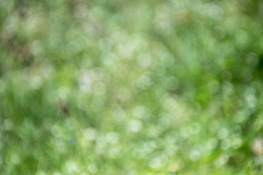 Çim arka arka plan doku.