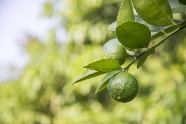 Primer Plano Gran Limón Amarillo Árbol —  Fotos de Stock