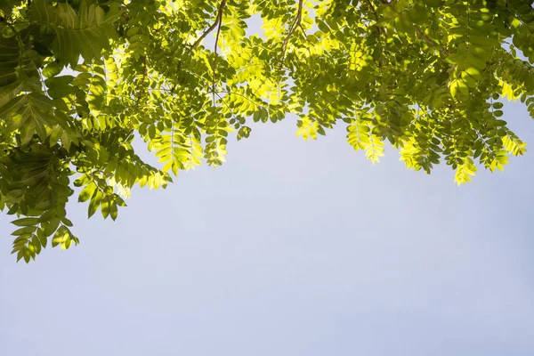 Grünes Blatt Blauen Himmel Für Backgr — Stockfoto