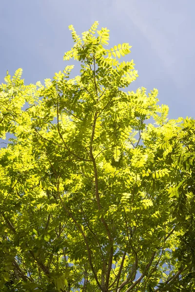 Zielony Liść Niebieski Niebo Tle — Zdjęcie stockowe