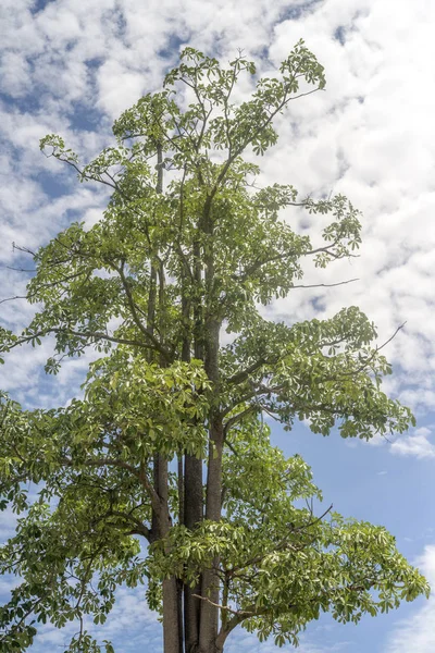 Stort Träd Och Blå Himmel — Stockfoto