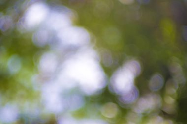 arka planı için yeşil renk bulanıklık