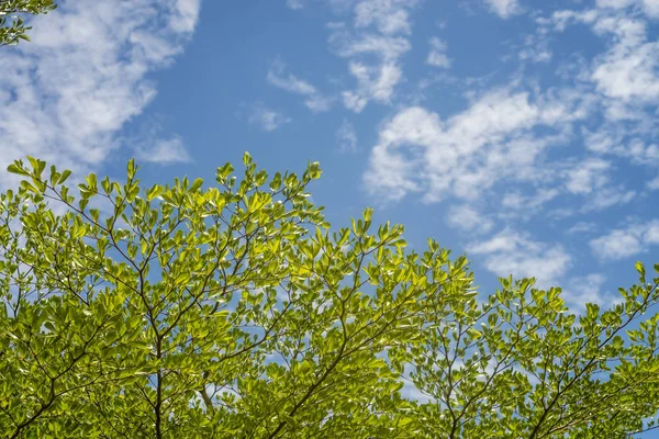 蓝蓝的天空背景上的绿色叶 — 图库照片