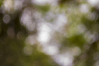 arka planı için yeşil renk bulanıklık