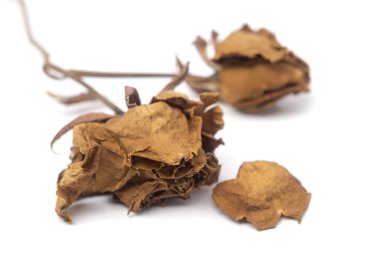 Sarı Gül izole üzerinde beyaz arka plan kurutulmuş