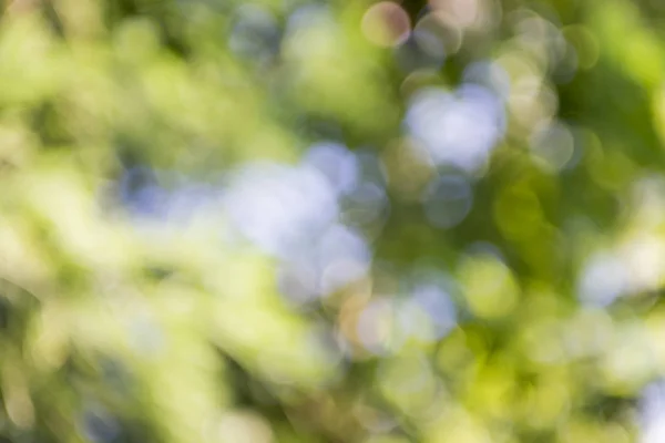Abstract Nature Blur Background — Stock Photo, Image