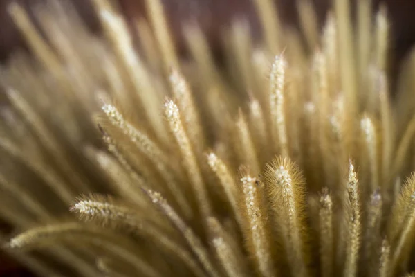 Κοντινό Πλάνο Της Χλόης Λουλούδια Poaceae — Φωτογραφία Αρχείου
