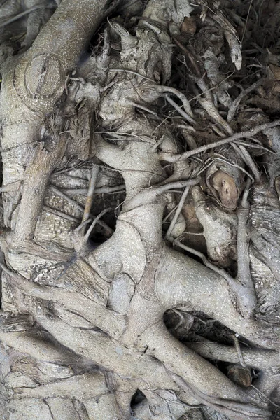 Texture of the vine on the tree is used as a background image.