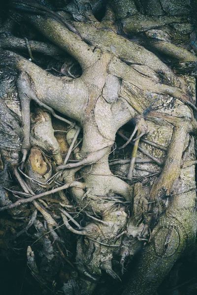 Texture of the vine on the tree is used as a background image.