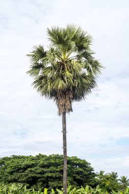 Mavi gökyüzü arkaplanlı şeker palmiyesi