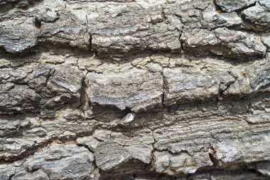 eski ahşap doku arka plan, makro çekim