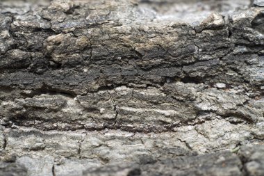 eski ahşap doku arka plan, makro çekim