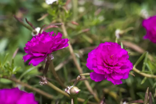 Close Bloem Van Gemeenschappelijke Postelein Verdolaga Pigweed Kleine Berenklauw Pusley — Stockfoto