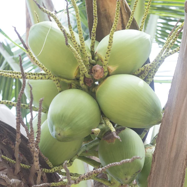 Coconut Cluster Coconut Tree — Stock Photo, Image