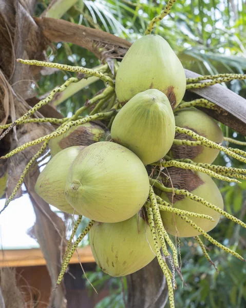 Coconut Cluster Coconut Tree — Stock Photo, Image