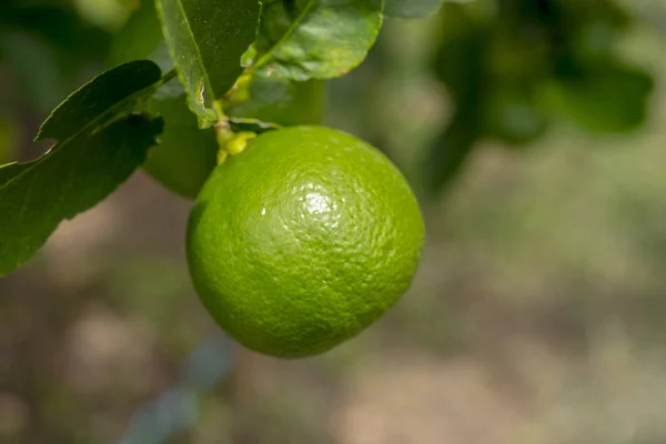 Close Big Lemon Its Tree — Stock Photo, Image