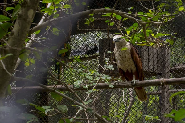 Brahminy Drachen Rotrückenseeadler Zoo Von Thailand — Stockfoto