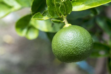 Onun ağaç üzerinde büyük limon yakın çekim