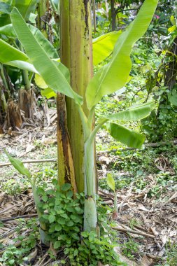 Babana ağaç gruptaki.