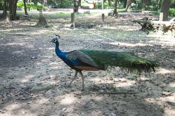 Beautiful Male Peacock Feathers — Stock Photo, Image