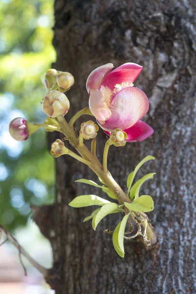 Shorea Robusta Flores Árvore — Fotografia de Stock