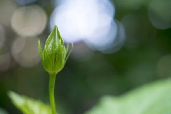 Крупним Планом Квітка Гібіскуса Росте Саду — стокове фото