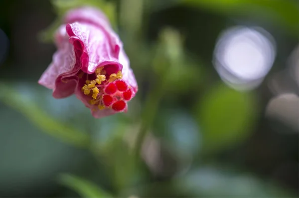 Közeli Kép Hibiszkusz Virág Kertben — Stock Fotó