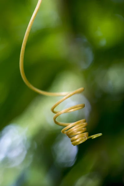 Hojas Blandas Planta Rastrera — Foto de Stock