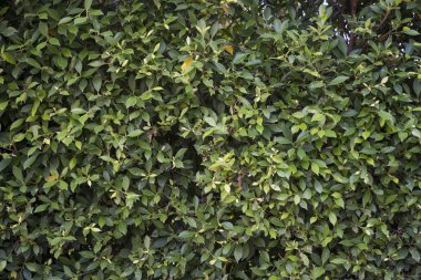 Yeşil ağaç duvar doku arka plan deseni için yakın çekim.