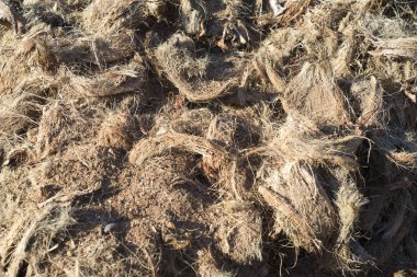 Hindistan cevizi lifi yığını.