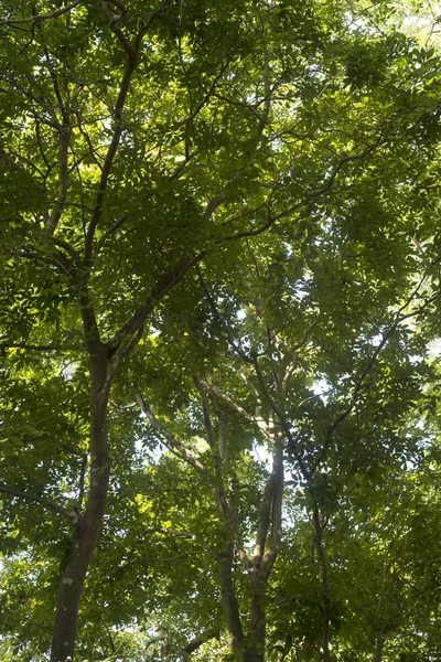 Ağaçtaki Yeşil Yapraklar — Stok fotoğraf