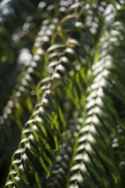 Helecho Verde Natural Desenfoque Bosque — Foto de Stock