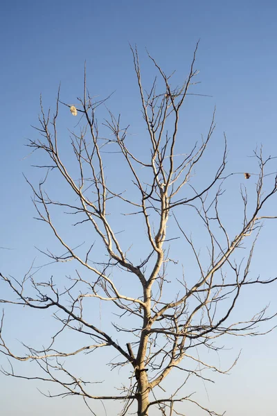 Branch Tree Leaf Blue Sky — Stock Photo, Image