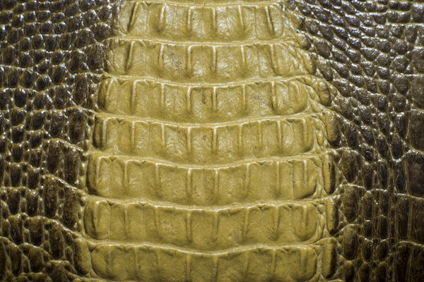 Close-up crocodile leather texture background