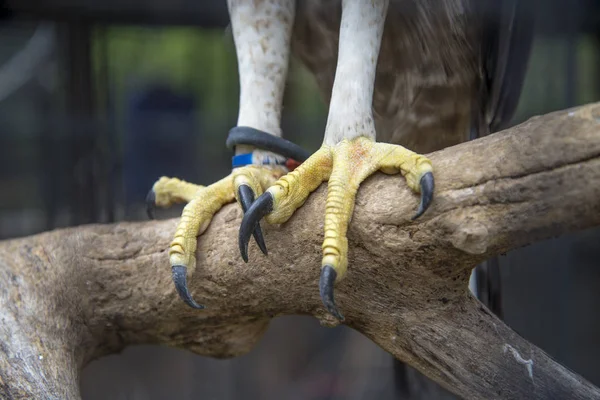 Ayak Değiştirilebilir Şahin Kartal Hayvanat Bahçesinde Tayland — Stok fotoğraf